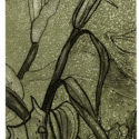 'Tall Buds', etching; from the Art In An Envelope Series